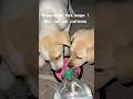 Викинули на смітник без каплі води, на вулиці +35 #dog #animals #dogshorts #dogs