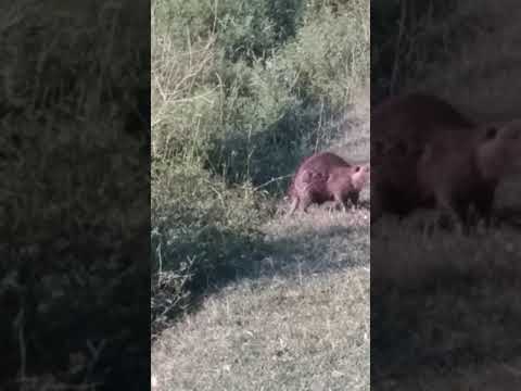 Video: Siçovul Necə Olur? İntriqa Sənəti