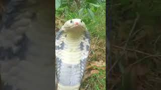 King Cobra