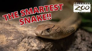 The Smartest Snake In The World