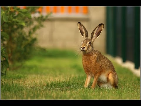 Video: Zajíc - Výhody, Použití, Kontraindikace