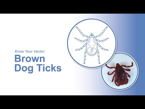 Video: Brown Dog Ticks i USA