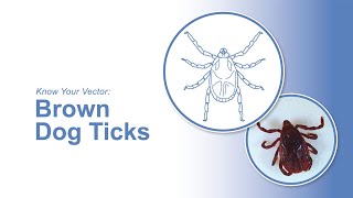 Know Your Vector: Brown Dog Ticks