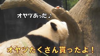 4/18シャオシャオ独り立ちしたらオヤツもしっかり貰えるようになった♪giantpanda @tokyo 上野動物園 by _ pandalife 6,455 views 1 month ago 18 minutes
