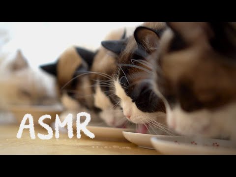 고양이를 키우면 매일 들을 수 있는 심신 안정 소리모음 ASMR