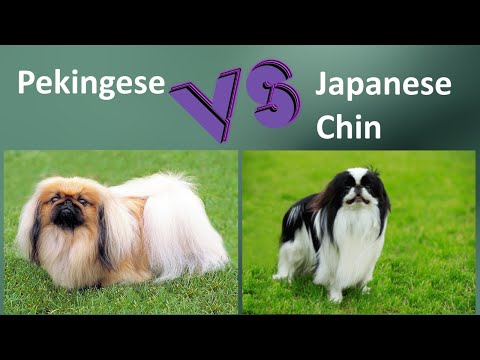 Pekingese VS Japanese Chin - Breed Comparison - Japanese Chin And Pekingese Differences