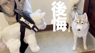 ハーネスを嫌がってぬいぐるみに奪われた愛犬がこちら・・・笑