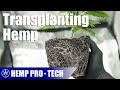 Transplanting a hemp plant to a larger container