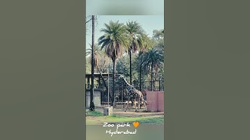 Zoo park Animals 🌳 HYD #shortvideo #nature #ytshortsindia #hyderabad