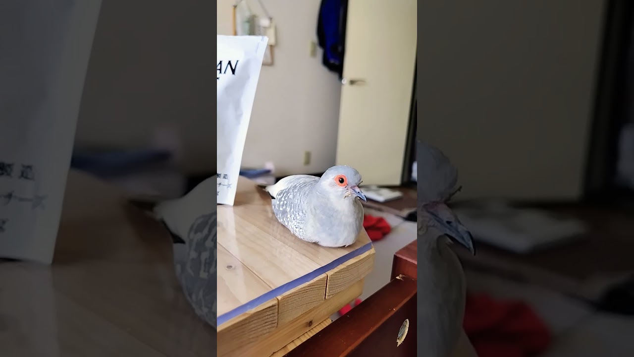 今日のハト #birds #動物 #癒し #animals