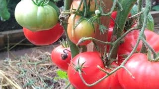 Купила Случайно ПЕРЕСОРТ томата от АЭЛИТЫ и НЕ Пожалела.УСТОЙЧИВ к жаре и холоду,без Жёлтых плечиков