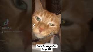 Cute Orange Cat Says Hi! #shorts #cats