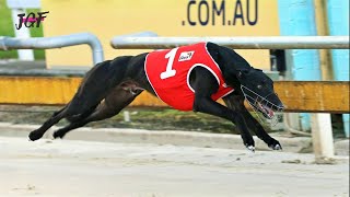 The Fastest Greyhound  Corrib Plate Winner 2019