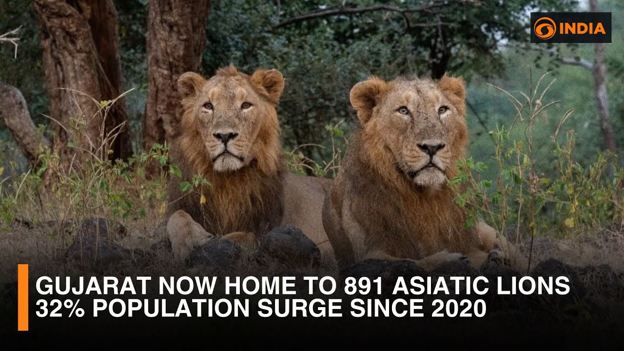 Gujarat's Lion Population Soars to 891 | 32% Rise in Asiatic Lions Since 2020 | DD India