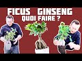 Ficus ginseng vrai ou faux bonsa   nejikan bonsai 