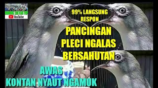 PANCINGAN PLECI NGALAS BERSAHUTAN || '99%', LANGSUNG RESPON NYAUT NGAMUK !!