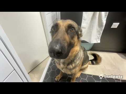 Whining dog meme (original)
