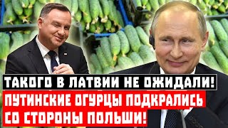 Такого в Латвии не ожидали! Путинские огурцы подкрались со стороны Польши!