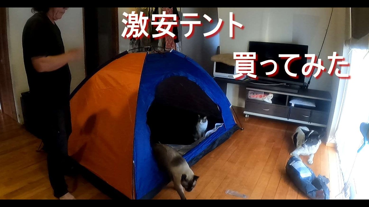 激安テントでキャンプごっこ遊び❓邪魔ニャンコ