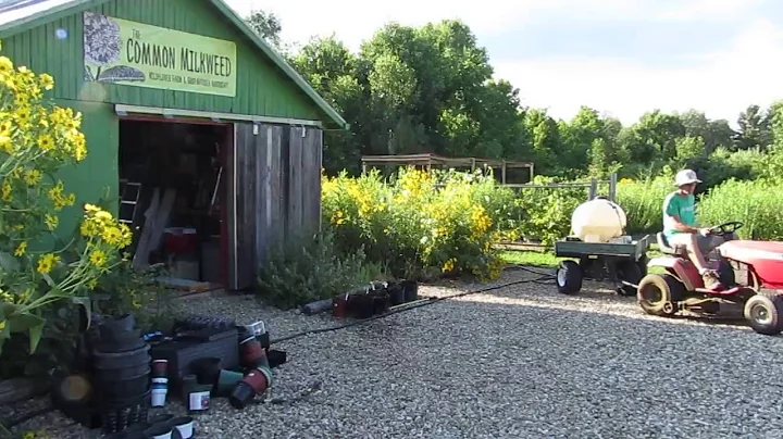 The Common Milkweed Plant Nursery - DayDayNews