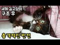 새끼 길고양이 구조후 충격적인 반전, rescue kitten