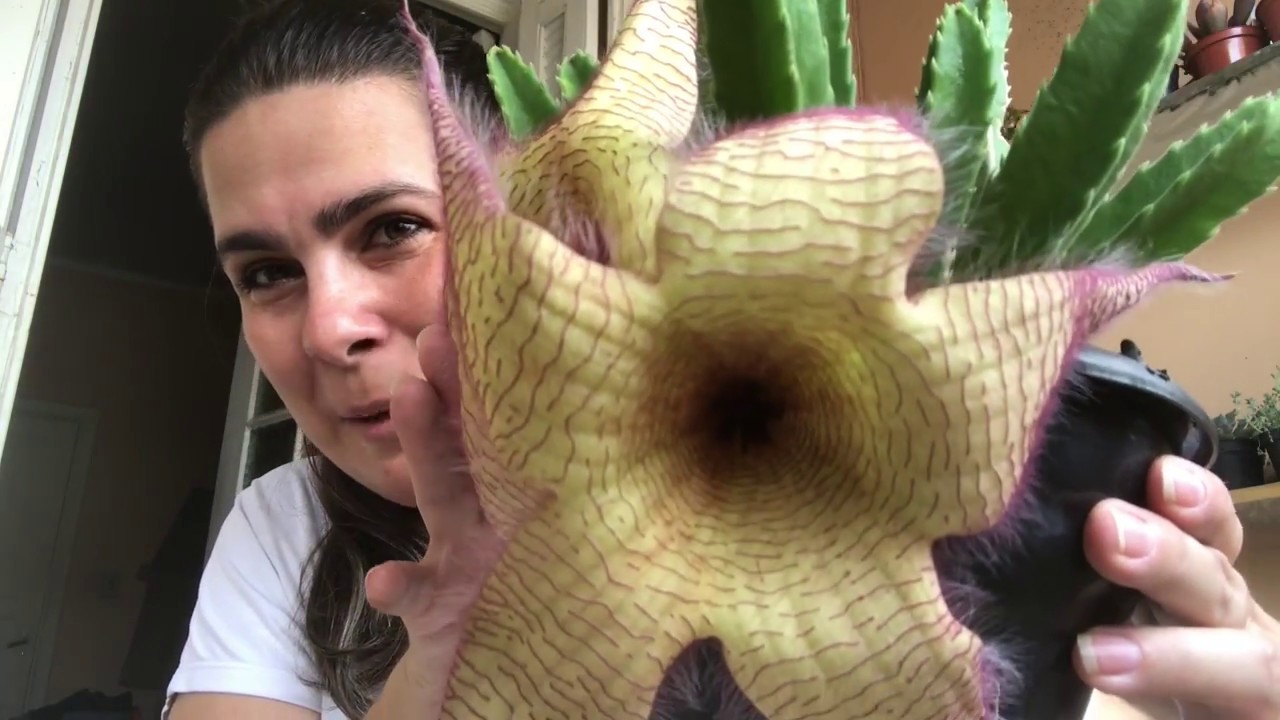 Stapelia gigantea