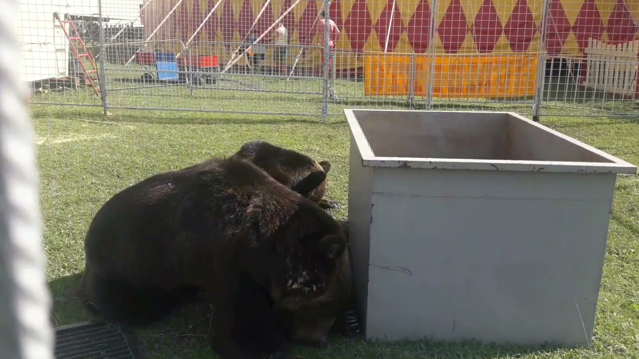 Cirkus Humberto,  10. část,  zvěřinec