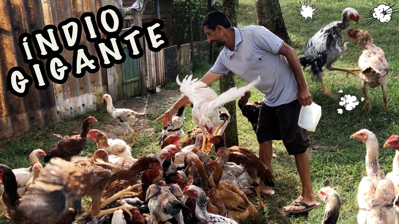 GALOS INDIO GIGANTE + de 80 FRANGOS DA RAÇA ÍNDIO GIGANTE - Criação de indio gigante PARA VENDER
