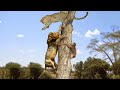 Wild discovery animals 2024  most amazing moments of wild animal fights  lion vs leopard tiger