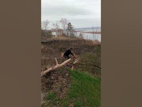 распил дерева - YouTube
