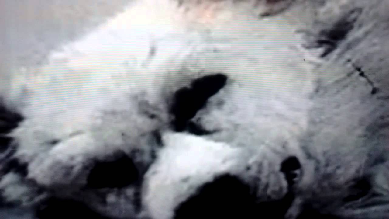 Dog head reanimated YouTube