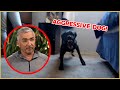 Cesar meets a territorial aggressive dog! | Cesar911 Shorts