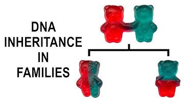 The Percentage of DNA Inheritance in Families - Professor Turi King