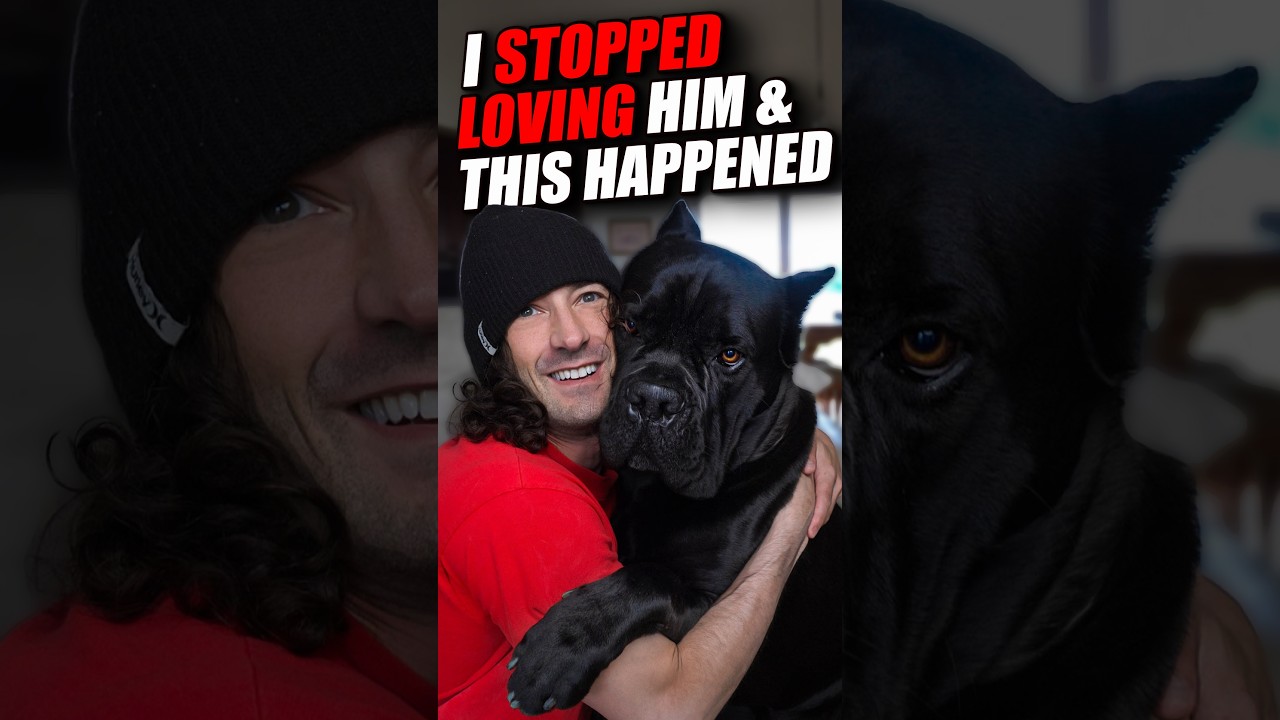 I STOPPED Loving My Cane Corso #shorts #canecorso #dog