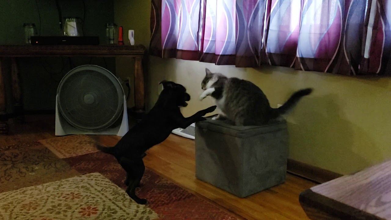 Puppy playing with cat!!!! 