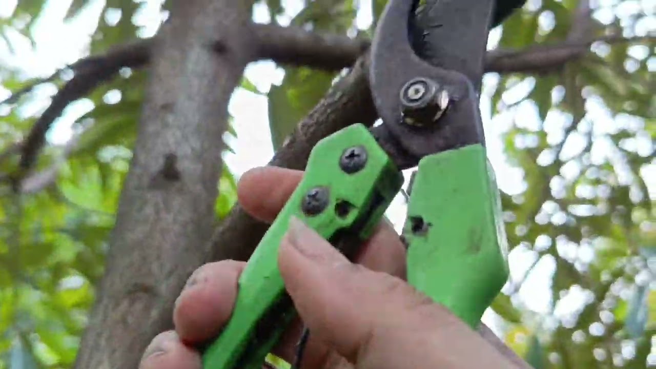 PRUNING KE-TIGA DURIAN MUSANGKING ‼️ KEBUN DURIAN TUNGLUR