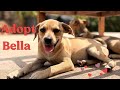 Bella — The Sweet 5-Month-Old Puppy Who Loves Kids, Dogs, and Playtime