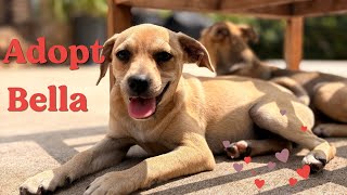 Bella — The Sweet 5-Month-Old Puppy Who Loves Kids, Dogs, and Playtime