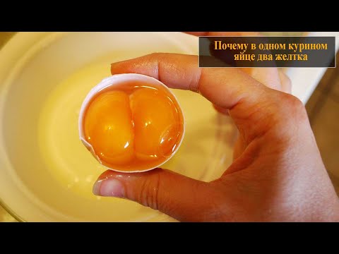 Почему в одном курином яйце два желтка