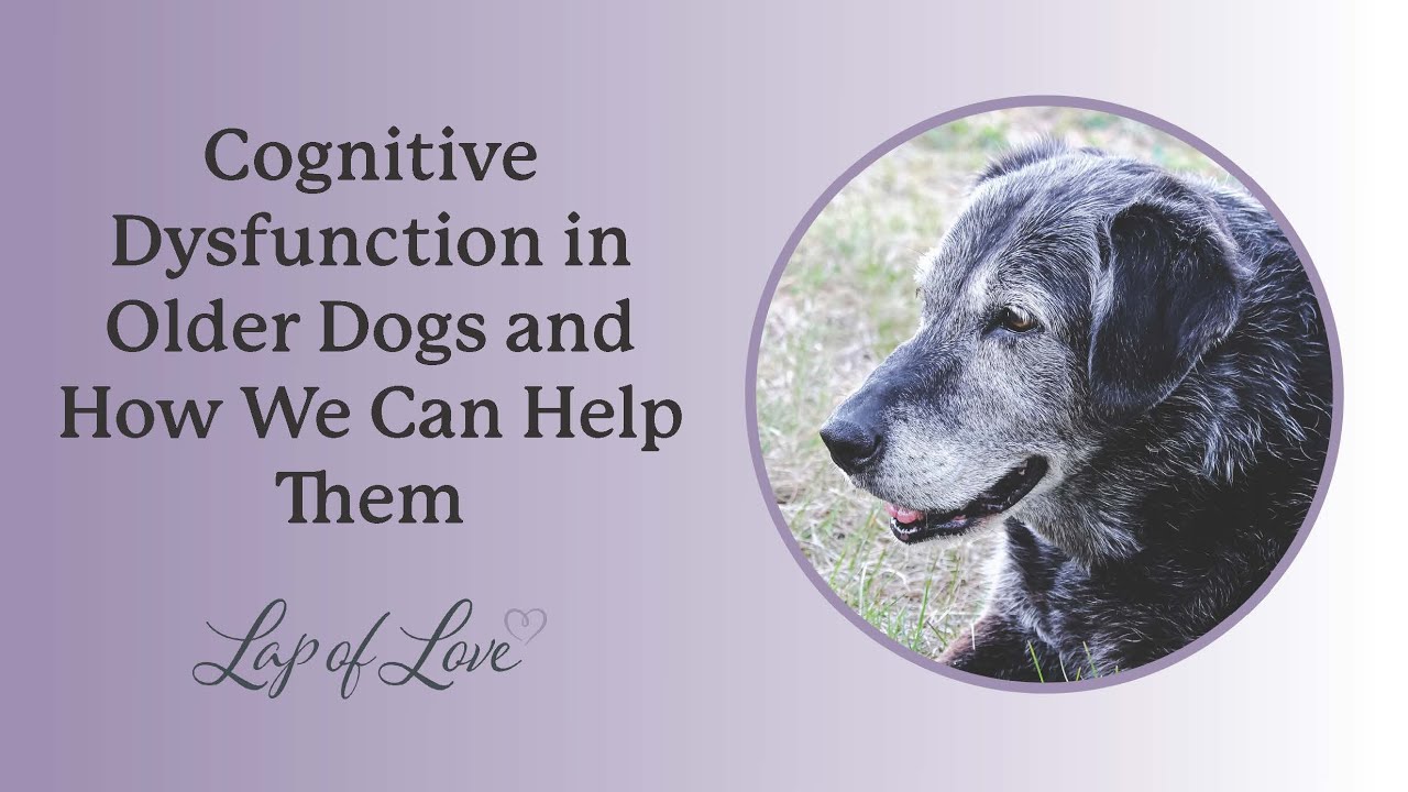 Cognitive Dysfunction in Older Dogs and How We Can Help Them YouTube