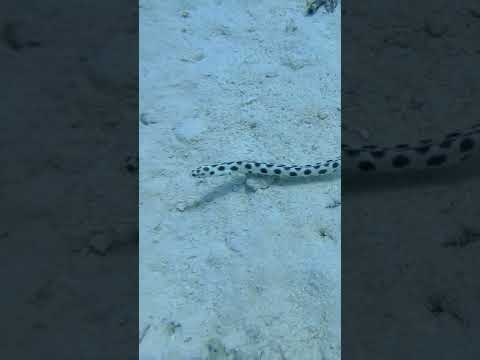 Redsea Snake underwater