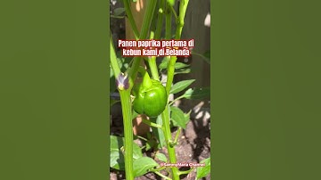 Panen paprika pertama di  kebun kami di Belanda tahun ini , Juli 2025 / berkebun di Belanda #shorts