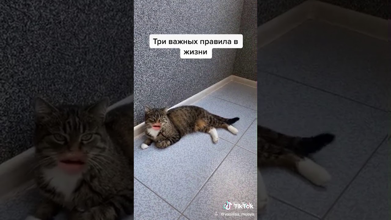 Кот говорящий рот. Кот говорящий рот чей голос. Говорящий кот со ртом видео. Видео про кота разуждает ОО жизнь.