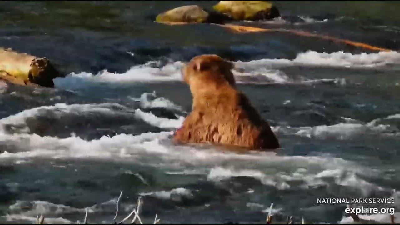 Good day for 83, take his fish to go. Jun 19, 2025. Explore.org