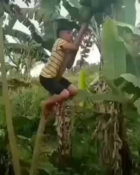 Naik pohon pepaya terjatuh