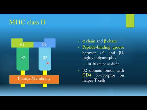 MHC & Antigen Processing