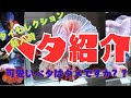 平安タイ直セレクション個体ベタ紹介ライブ!究極を超えるベタがたくさん!