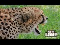 Unexpected Encounter: Hyena Meets Cheetah Coalition | Lalashe Maasai Mara Safari