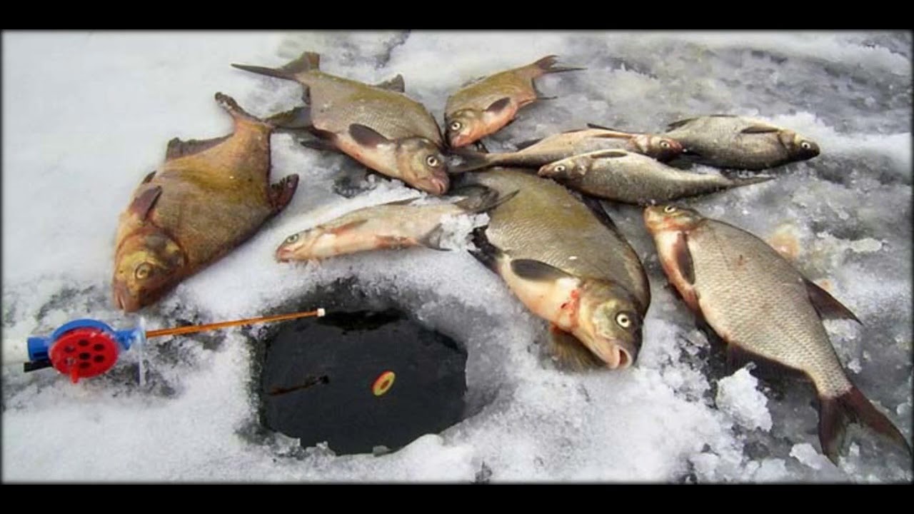 Где зимой ловят рыбу. Зимняя рыбалка на леща. Ловля леща зимой. Рыбалка на подлещика зимой. Рыбалка на леща зимой.