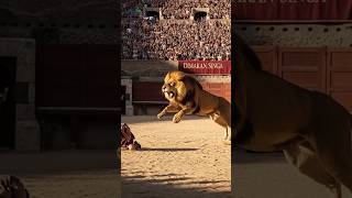 Dimakan Singa Di Colosseum Hukuman Jadi Hiburan